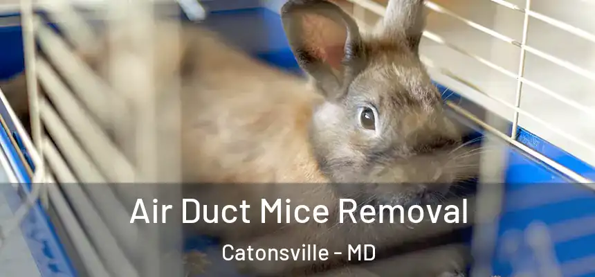  Air Duct Mice Removal Catonsville - MD